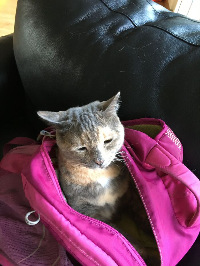 Hey Pandas, Post The Funniest Picture Of Your Pet (Closed) Hey Pandas, Post The Funniest Picture Of Your Pet (Closed)