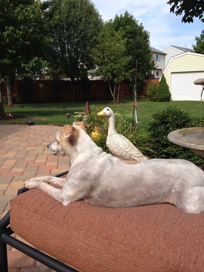 Hey Pandas, Post The Funniest Picture Of Your Pet (Closed) Hey Pandas, Post The Funniest Picture Of Your Pet (Closed)