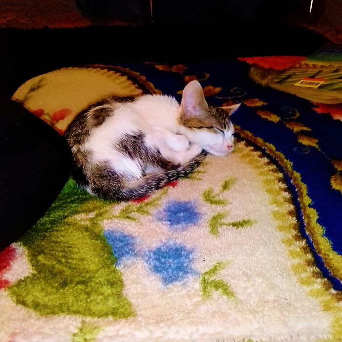 Hey Pandas, Post The Funniest Picture Of Your Pet (Closed) Hey Pandas, Post The Funniest Picture Of Your Pet (Closed)