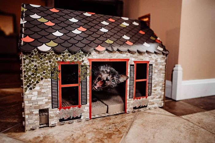 Owners Thought Their Kitten Was Sick, Found Out That Gracie Is Actually A Wolfcat Owners Thought Their Kitten Was Sick, Found Out That Gracie Is Actually A Wolfcat