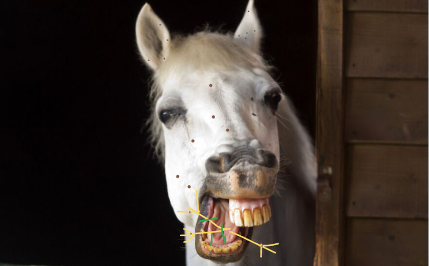 Hey Pandas, Photoshop This Horse Hey Pandas, Photoshop This Horse