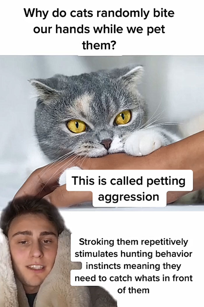 Guy Promises To Give Cat Facts You Didn’t Know, Delivers 22 Interesting Ones Guy Promises To Give Cat Facts You Didn’t Know, Delivers 22 Interesting Ones
