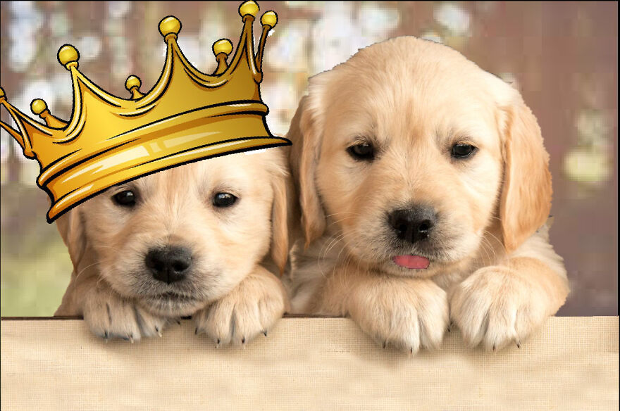 Hey Pandas, Photoshop These Puppies (Closed)