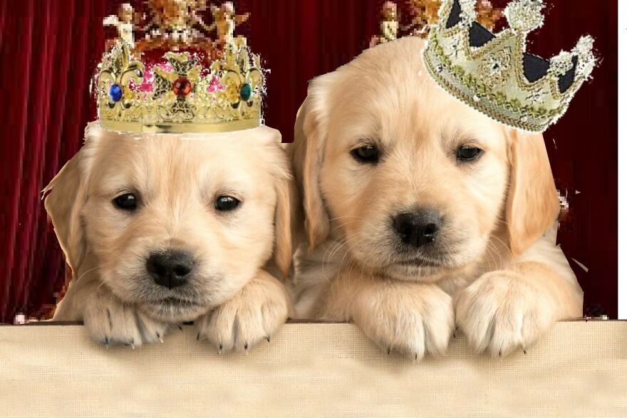 Hey Pandas, Photoshop These Puppies (Closed)