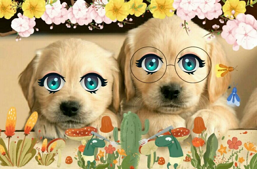 Hey Pandas, Photoshop These Puppies (Closed)