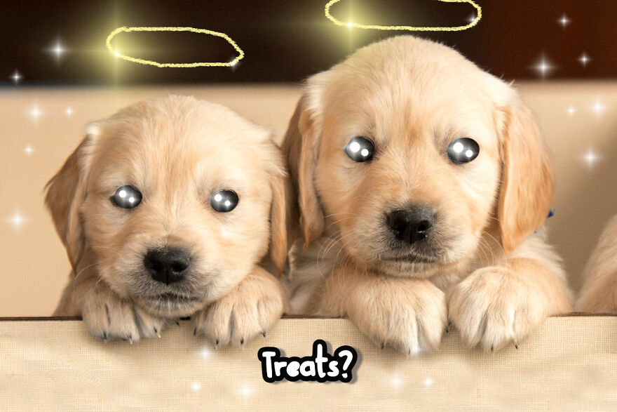 Hey Pandas, Photoshop These Puppies (Closed)