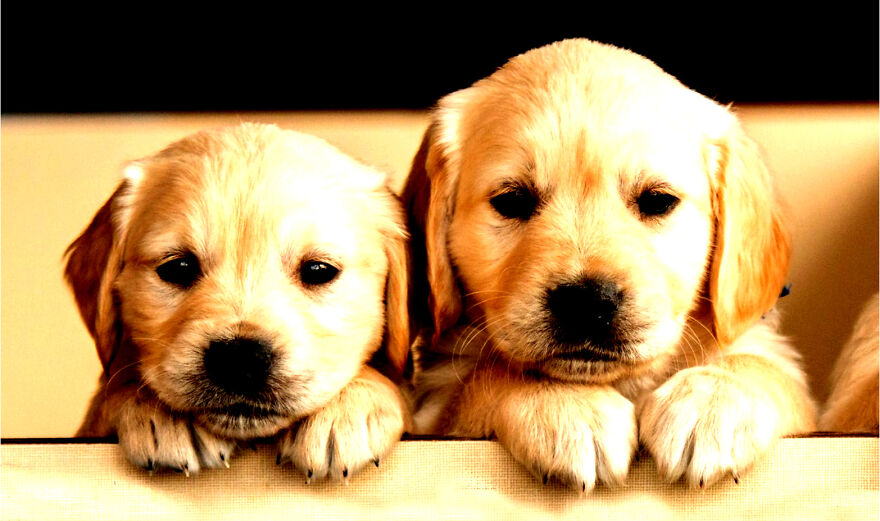 Hey Pandas, Photoshop These Puppies (Closed)