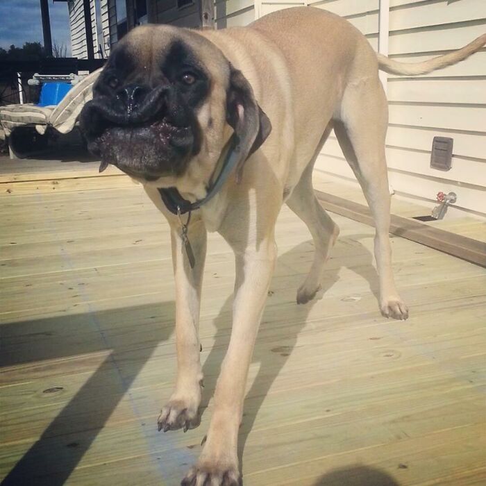 Hey Pandas, Share The Funniest Photo You Can Find (Closed) Hey Pandas, Share The Funniest Photo You Can Find (Closed)