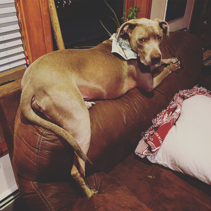 Hey Pandas, Share The Funniest Photo You Can Find (Closed) Hey Pandas, Share The Funniest Photo You Can Find (Closed)