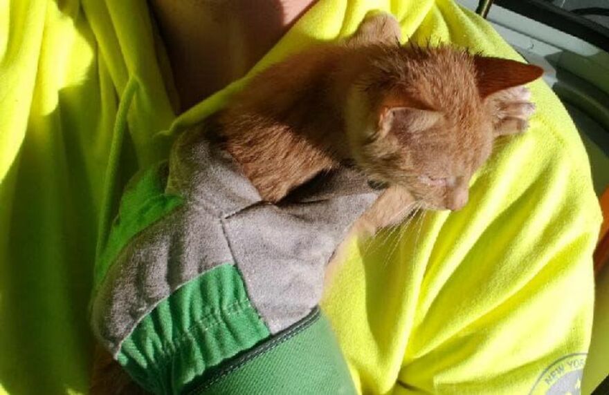 Two Unsuspecting Sanitation Workers Find A Cat In A Garbage Bag, Rescue Him, And Find Him A Shelter Two Unsuspecting Sanitation Workers Find A Cat In A Garbage Bag, Rescue Him, And Find Him A Shelter