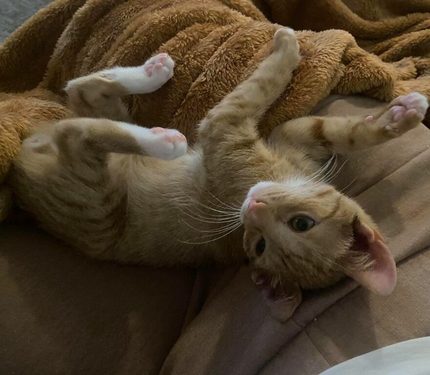 Two Unsuspecting Sanitation Workers Find A Cat In A Garbage Bag, Rescue Him, And Find Him A Shelter Two Unsuspecting Sanitation Workers Find A Cat In A Garbage Bag, Rescue Him, And Find Him A Shelter