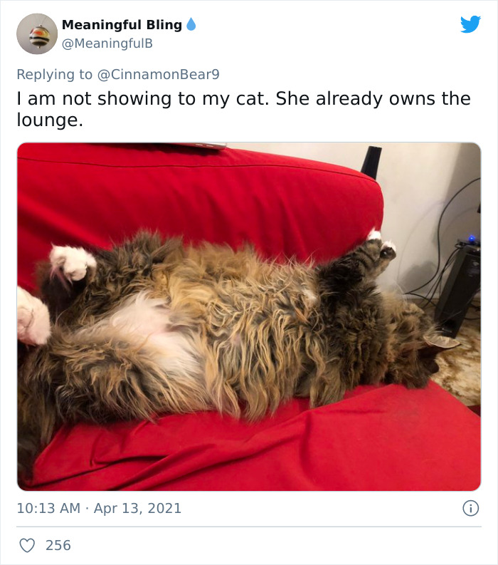 Guy Transforms Empty Space Behind Wall Into Tiny Bedroom For His Cat, Makes Other Cat Parents Feel Bad About Themselves Guy Transforms Empty Space Behind Wall Into Tiny Bedroom For His Cat, Makes Other Cat Parents Feel Bad About Themselves