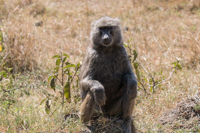 Zookeepers Anonymously Reveal The Darkest Zoo Secrets They Keep Shut Behind Bars (35 Pics) Zookeepers Anonymously Reveal The Darkest Zoo Secrets They Keep Shut Behind Bars (35 Pics)