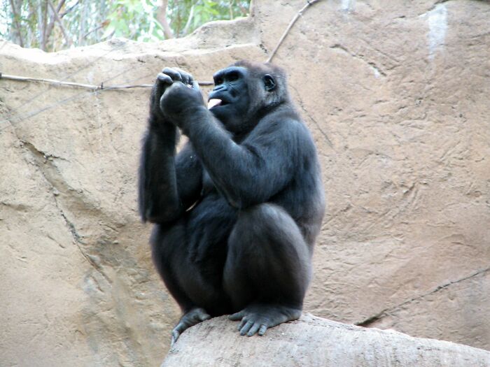 Zookeepers Anonymously Reveal The Darkest Zoo Secrets They Keep Shut Behind Bars (35 Pics) Zookeepers Anonymously Reveal The Darkest Zoo Secrets They Keep Shut Behind Bars (35 Pics)