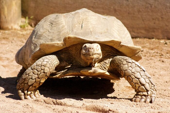 Zookeepers Anonymously Reveal The Darkest Zoo Secrets They Keep Shut Behind Bars (35 Pics) Zookeepers Anonymously Reveal The Darkest Zoo Secrets They Keep Shut Behind Bars (35 Pics)