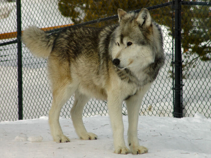 Zookeepers Anonymously Reveal The Darkest Zoo Secrets They Keep Shut Behind Bars (35 Pics) Zookeepers Anonymously Reveal The Darkest Zoo Secrets They Keep Shut Behind Bars (35 Pics)