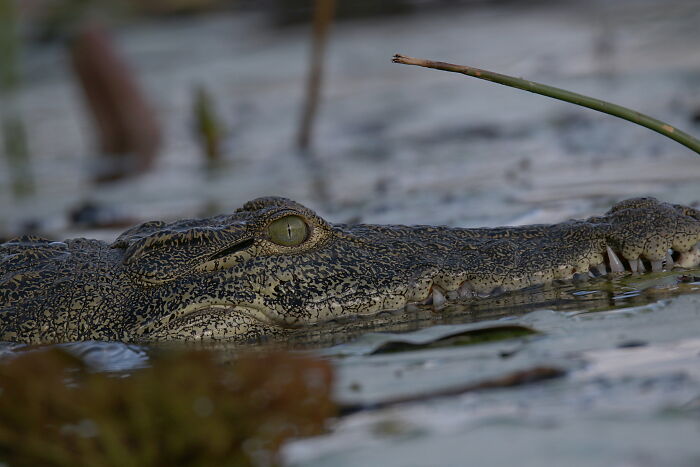 Zookeepers Anonymously Reveal The Darkest Zoo Secrets They Keep Shut Behind Bars (35 Pics) Zookeepers Anonymously Reveal The Darkest Zoo Secrets They Keep Shut Behind Bars (35 Pics)