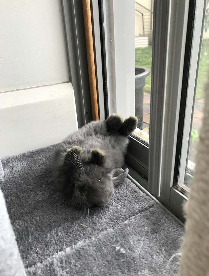 Hey Pandas, Who Has The Funniest Pet? Hey Pandas, Who Has The Funniest Pet?