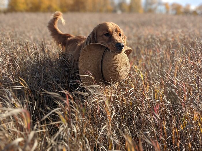 Hey Pandas, Who Has The Funniest Pet? Hey Pandas, Who Has The Funniest Pet?