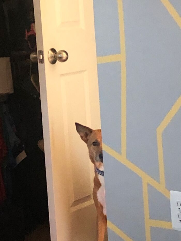 Hey Pandas, Who Has The Funniest Pet? Hey Pandas, Who Has The Funniest Pet?