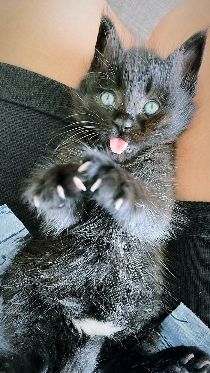 Hey Pandas, Who Has The Funniest Pet? Hey Pandas, Who Has The Funniest Pet?