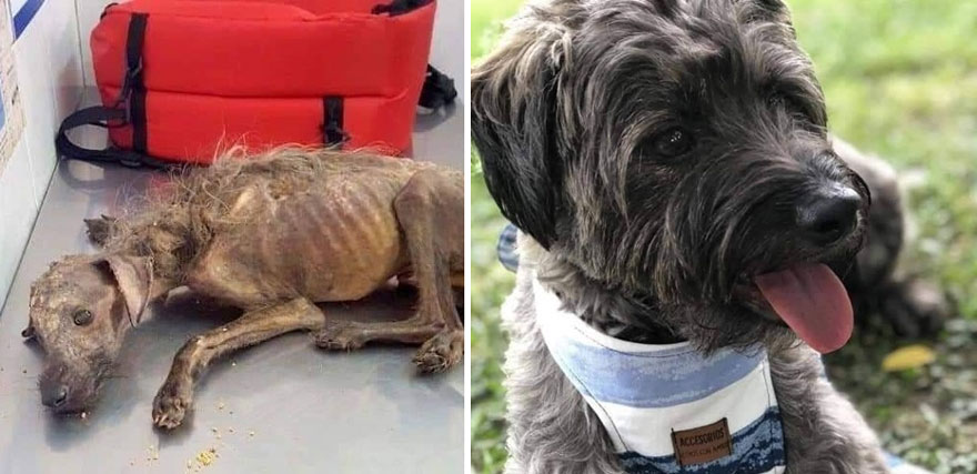 Hey Pandas, Show A Picture Of Your Rescue Animal (Closed) Hey Pandas, Show A Picture Of Your Rescue Animal (Closed)