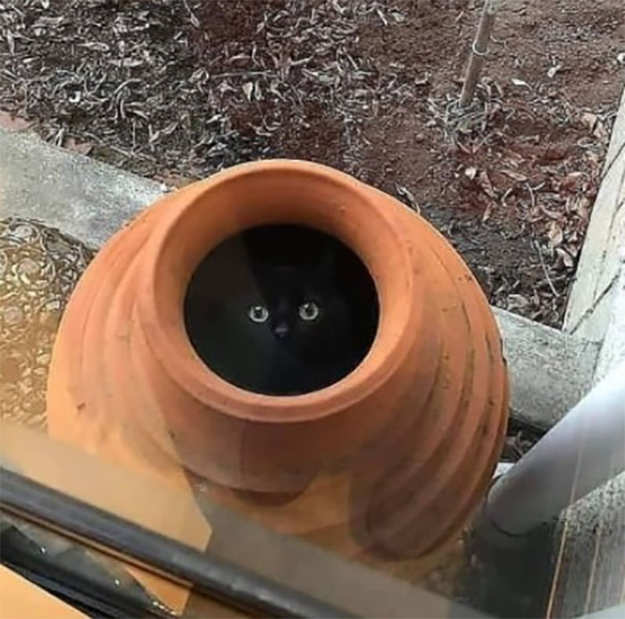 40 Pics Of Cats In Places They Shouldn’t Be, But They Are Because They Can, Shared By This Twitter Account 40 Pics Of Cats In Places They Shouldn’t Be, But They Are Because They Can, Shared By This Twitter Account