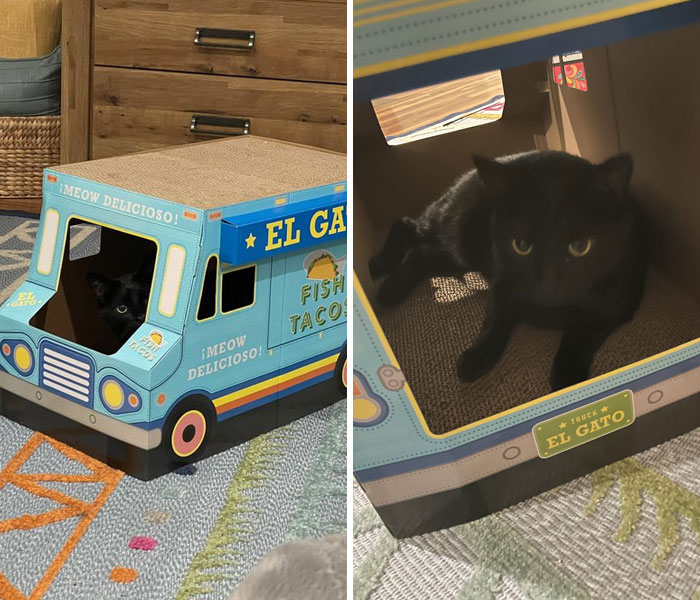 40 Pics Of Cats In Places They Shouldn’t Be, But They Are Because They Can, Shared By This Twitter Account 40 Pics Of Cats In Places They Shouldn’t Be, But They Are Because They Can, Shared By This Twitter Account