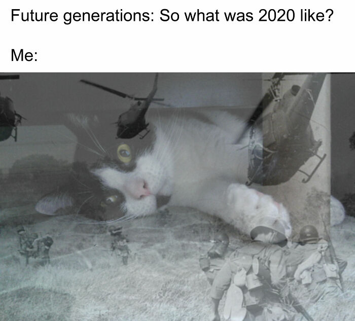 Hey Pandas, Make A Meme Out Of This Pic Of A Cat (Closed) Hey Pandas, Make A Meme Out Of This Pic Of A Cat (Closed)