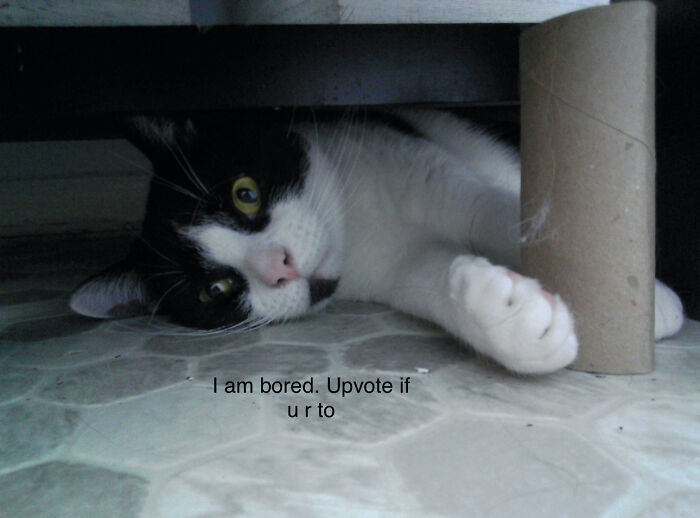 Hey Pandas, Make A Meme Out Of This Pic Of A Cat (Closed) Hey Pandas, Make A Meme Out Of This Pic Of A Cat (Closed)