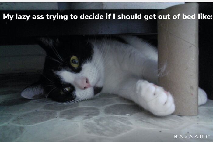 Hey Pandas, Make A Meme Out Of This Pic Of A Cat (Closed) Hey Pandas, Make A Meme Out Of This Pic Of A Cat (Closed)