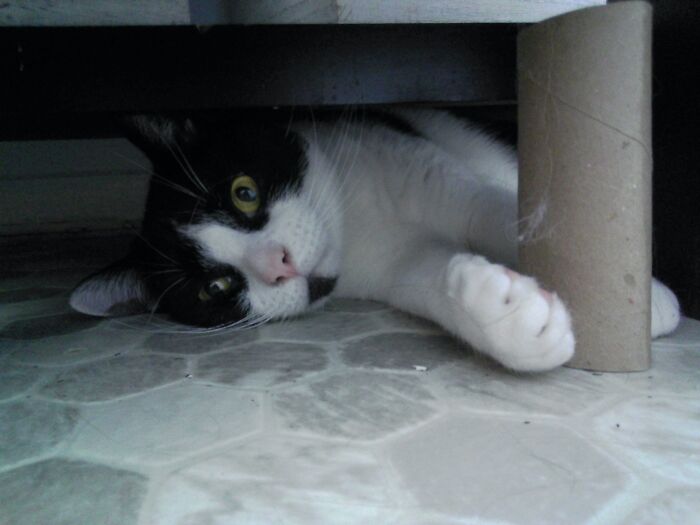 Hey Pandas, Make A Meme Out Of This Pic Of A Cat (Closed) Hey Pandas, Make A Meme Out Of This Pic Of A Cat (Closed)