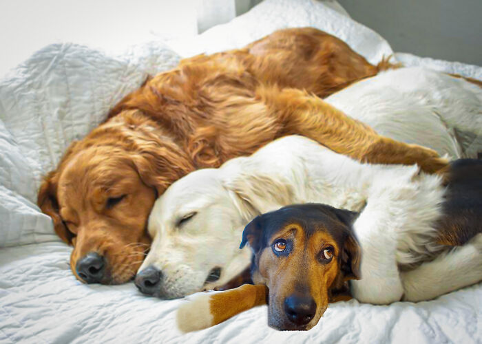 Hey Pandas, Photoshop This Sad Dog To Make It Unique (Closed) Hey Pandas, Photoshop This Sad Dog To Make It Unique (Closed)