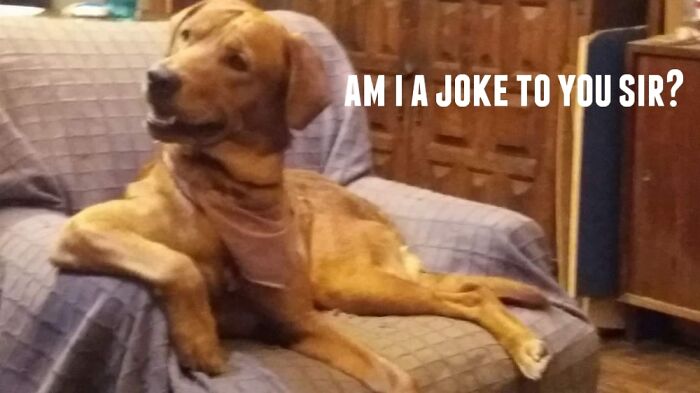 Hey Pandas, Turn A Pic Of Your Pet Into A Meme (Closed) Hey Pandas, Turn A Pic Of Your Pet Into A Meme (Closed)