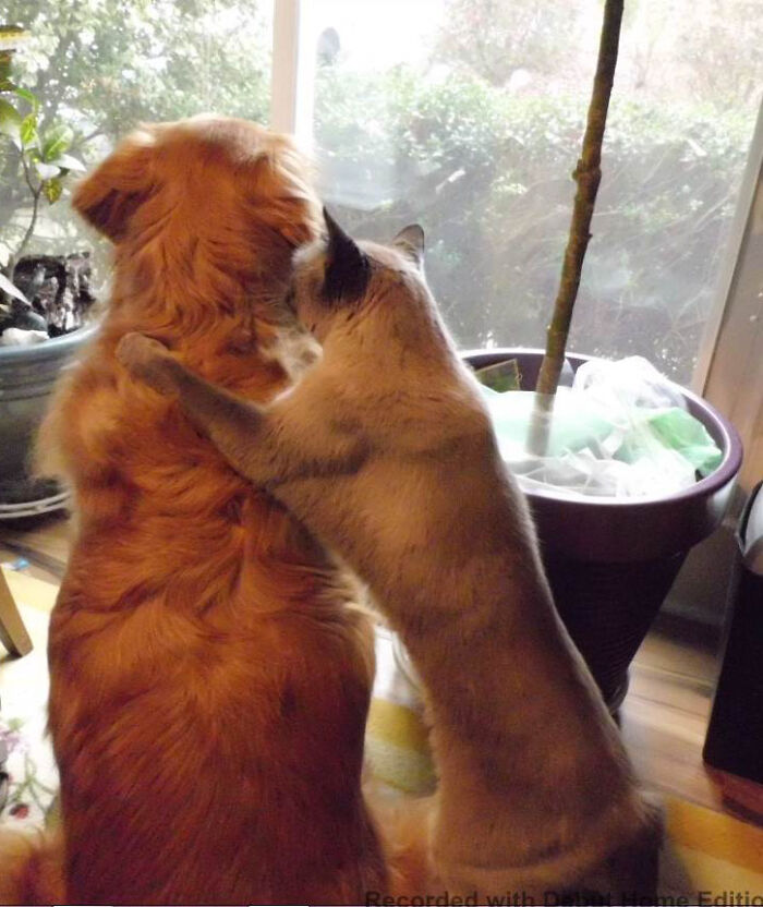 Hey Pandas, Turn A Pic Of Your Pet Into A Meme (Closed) Hey Pandas, Turn A Pic Of Your Pet Into A Meme (Closed)