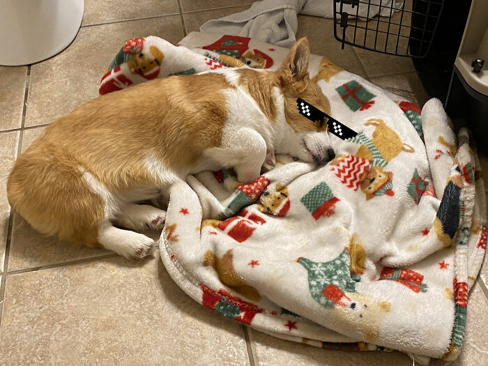 Hey Pandas, I Got A New Puppy, Can You Try To Recreate This, Or Photoshop This? (Closed)