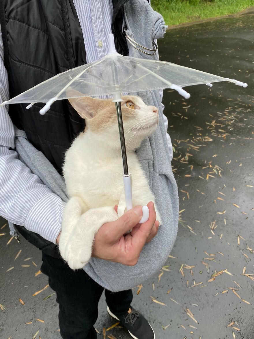 This Japanese Kitten And His Custom-Made Umbrella Will Probably Brighten Up Your Day This Japanese Kitten And His Custom-Made Umbrella Will Probably Brighten Up Your Day