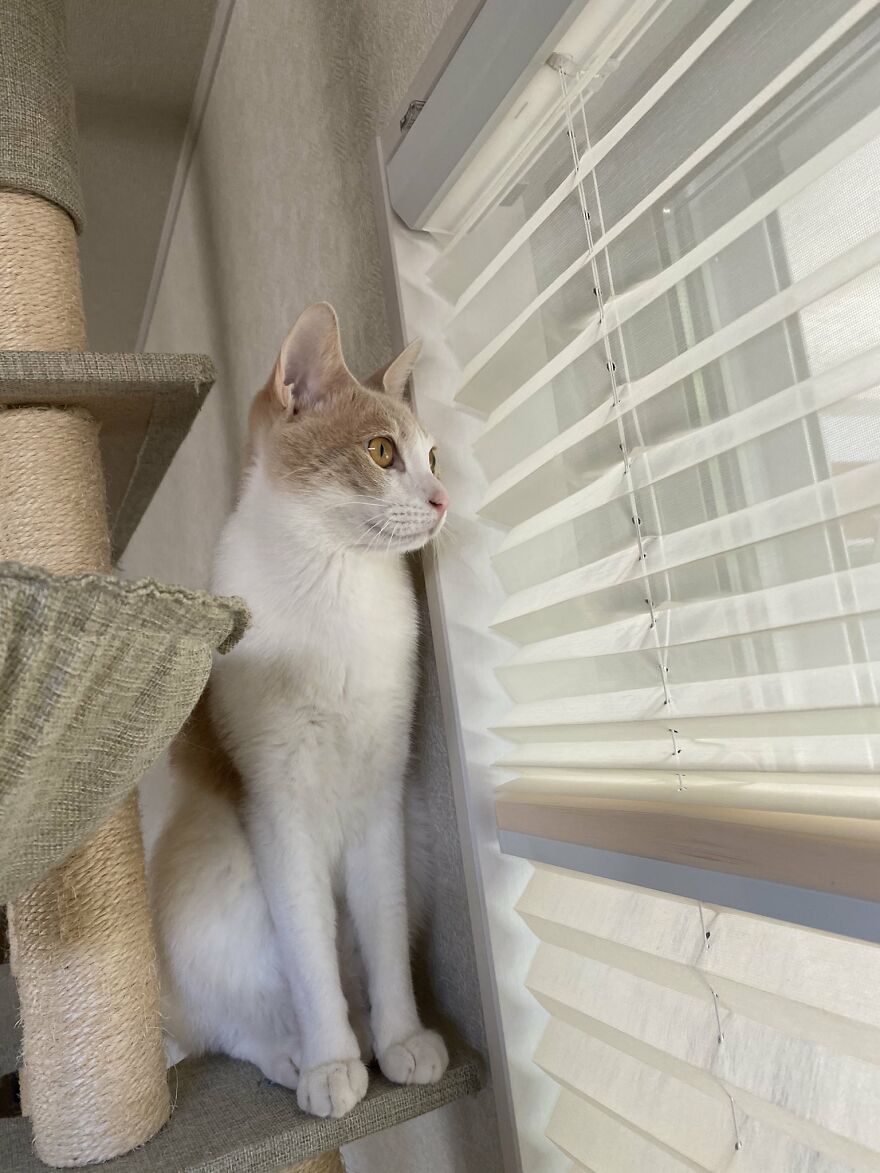 This Japanese Kitten And His Custom-Made Umbrella Will Probably Brighten Up Your Day This Japanese Kitten And His Custom-Made Umbrella Will Probably Brighten Up Your Day
