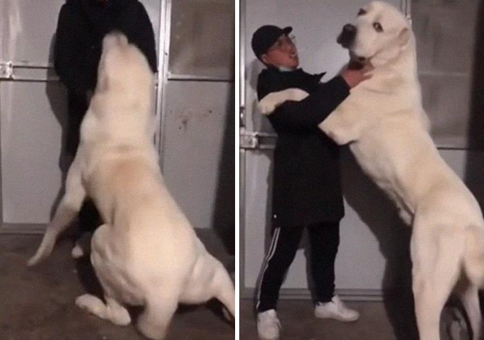 50 “Absolute Unit” Posts That Show Just How Big Things Can Get (New Pics) 50 “Absolute Unit” Posts That Show Just How Big Things Can Get (New Pics)