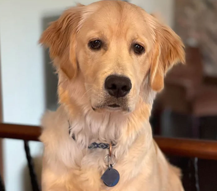 People Who Had To Choose Their Pet Over Their Partner Reveal How It All Went (35 Pics) People Who Had To Choose Their Pet Over Their Partner Reveal How It All Went (35 Pics)