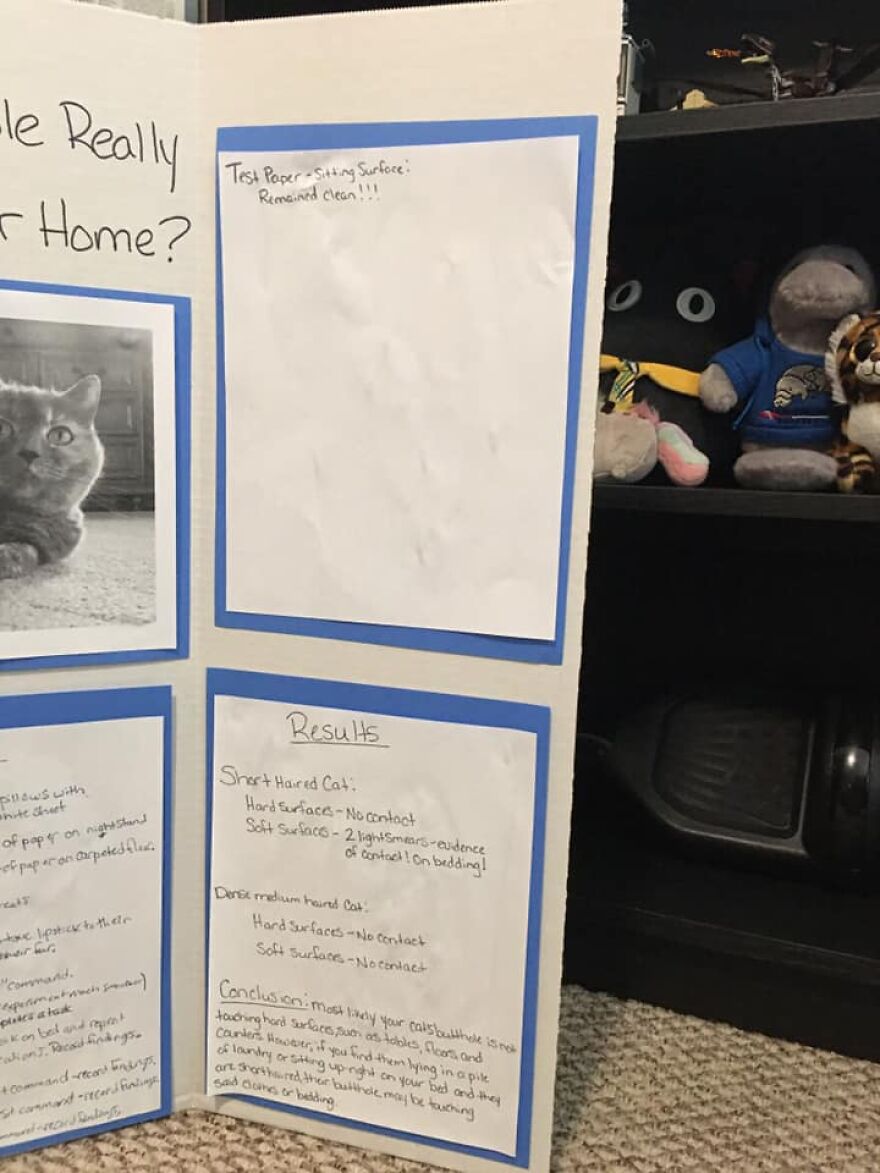 This 6th Grader Wanted To See How Many Surfaces Your Cat&#8217;s Butt Touches In Your Home, So He Did An Experiment