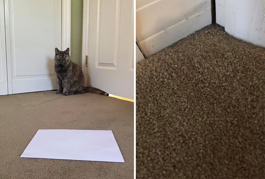 This 6th Grader Wanted To See How Many Surfaces Your Cat&#8217;s Butt Touches In Your Home, So He Did An Experiment