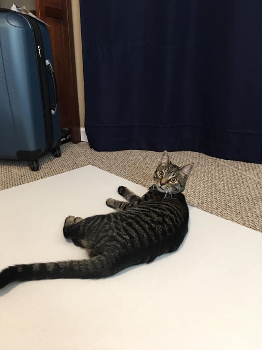 This 6th Grader Wanted To See How Many Surfaces Your Cat&#8217;s Butt Touches In Your Home, So He Did An Experiment
