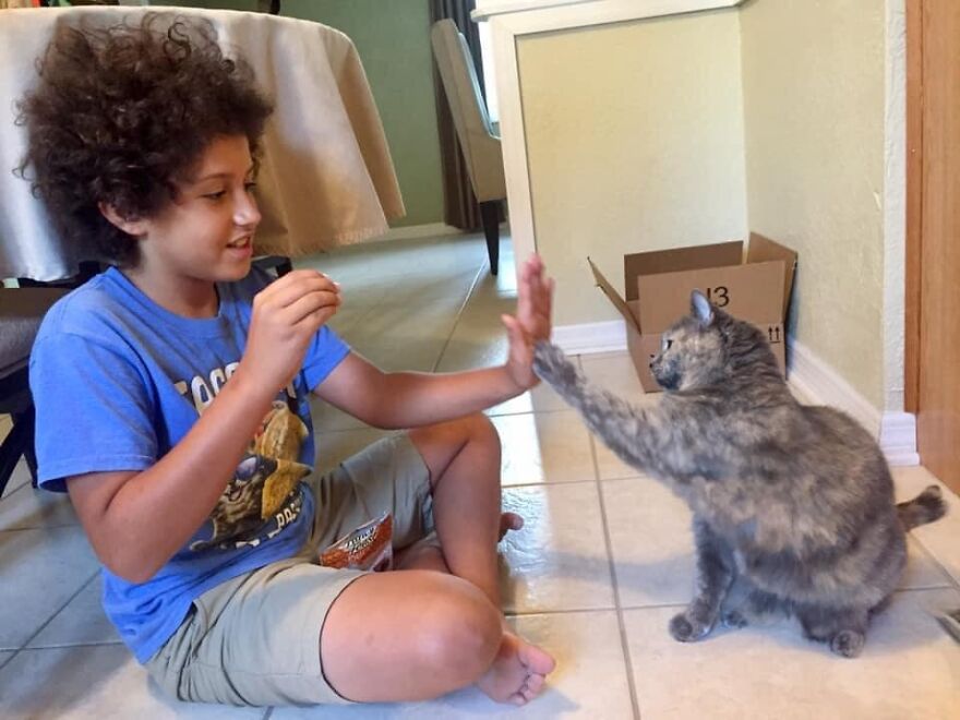 This 6th Grader Wanted To See How Many Surfaces Your Cat&#8217;s Butt Touches In Your Home, So He Did An Experiment