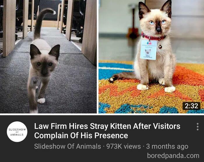This Online Group Is Dedicated To Cats With Jobs, And Here Are 38 Of Them This Online Group Is Dedicated To Cats With Jobs, And Here Are 38 Of Them