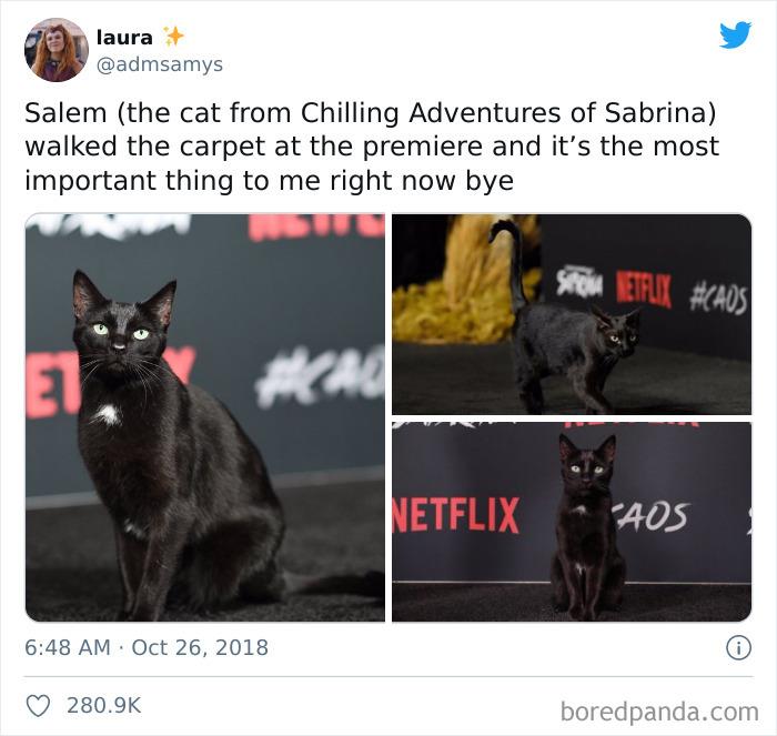 This Online Group Is Dedicated To Cats With Jobs, And Here Are 38 Of Them This Online Group Is Dedicated To Cats With Jobs, And Here Are 38 Of Them