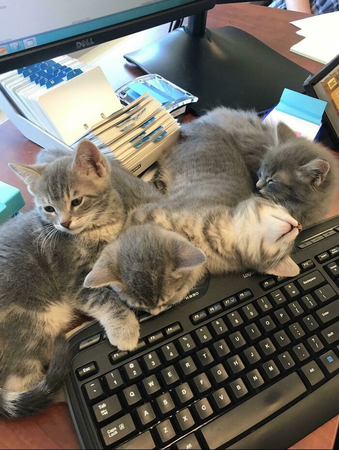 This Online Group Is Dedicated To Cats With Jobs, And Here Are 38 Of Them This Online Group Is Dedicated To Cats With Jobs, And Here Are 38 Of Them