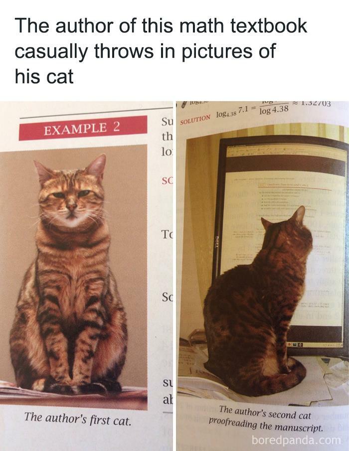 This Online Group Is Dedicated To Cats With Jobs, And Here Are 38 Of Them This Online Group Is Dedicated To Cats With Jobs, And Here Are 38 Of Them