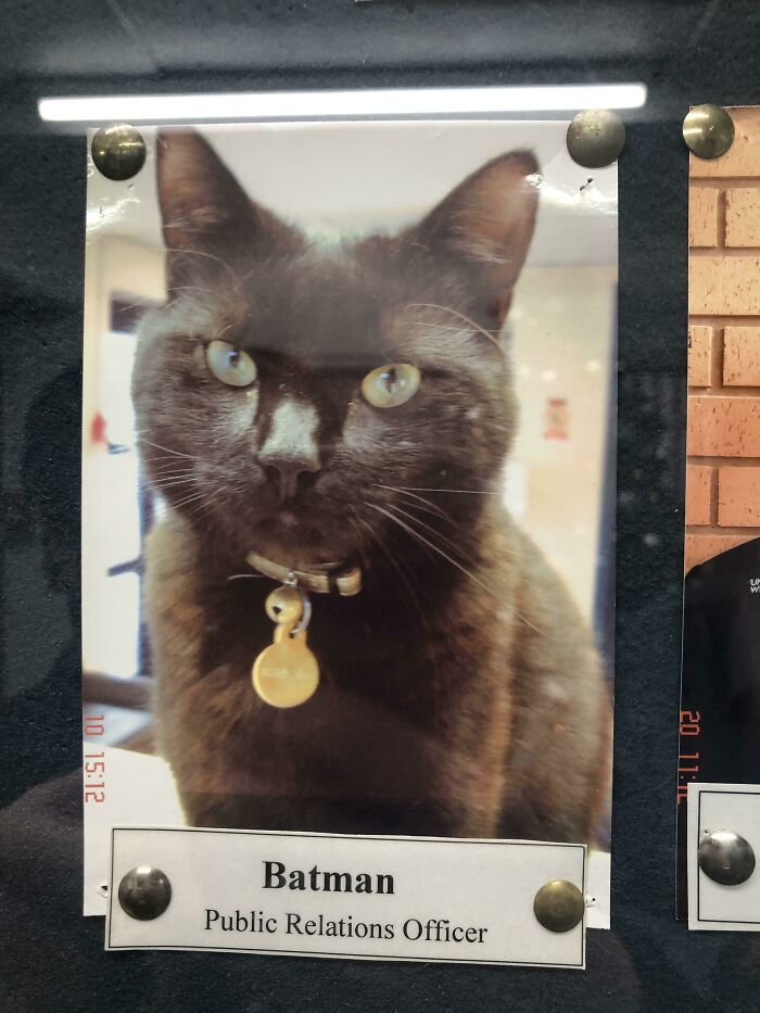 This Online Group Is Dedicated To Cats With Jobs, And Here Are 38 Of Them This Online Group Is Dedicated To Cats With Jobs, And Here Are 38 Of Them