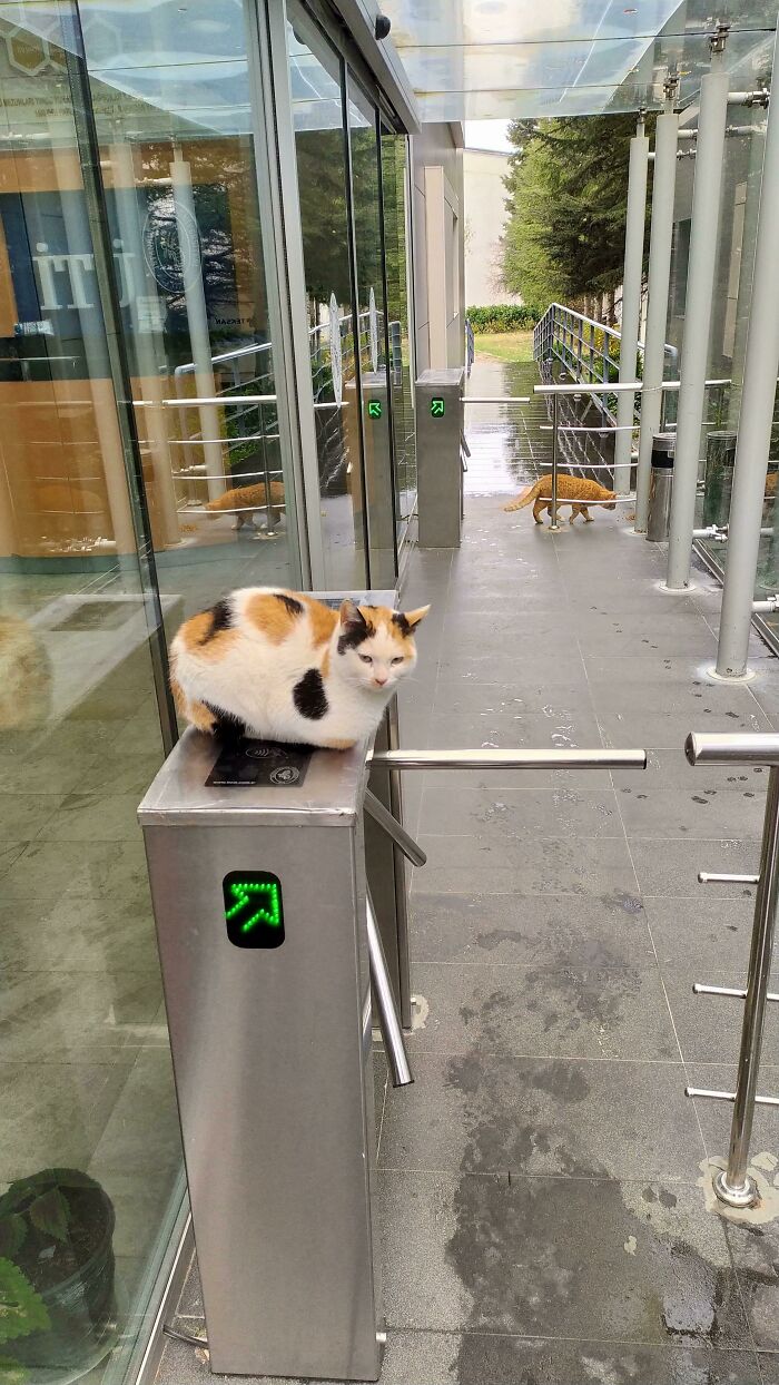 This Online Group Is Dedicated To Cats With Jobs, And Here Are 38 Of Them This Online Group Is Dedicated To Cats With Jobs, And Here Are 38 Of Them